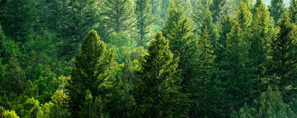 Pine Forest During Rainstorm Lush Trees